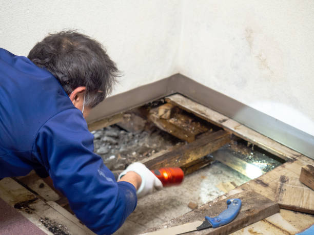 Baldwin, GA Mold Removal Company