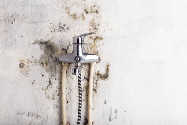 Best Mold Removal Near Me  in Baldwin, GA