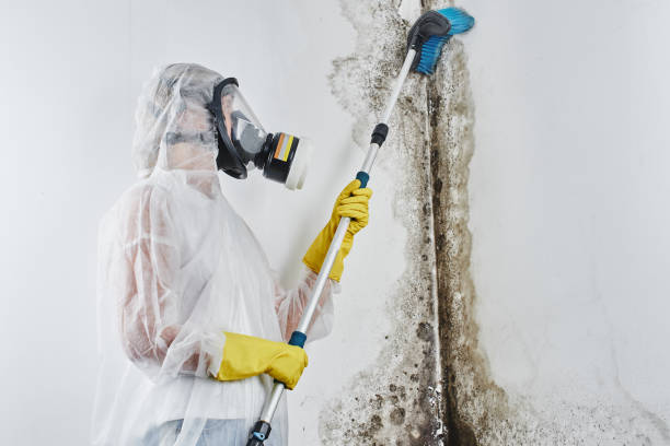 Best Same-Day Mold Removal  in Baldwin, GA