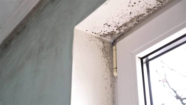 Best Mold Testing  in Baldwin, GA