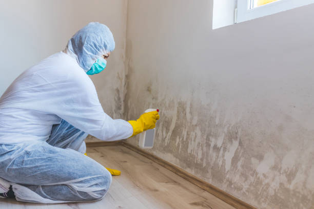 Best Certified Mold Removal  in Baldwin, GA