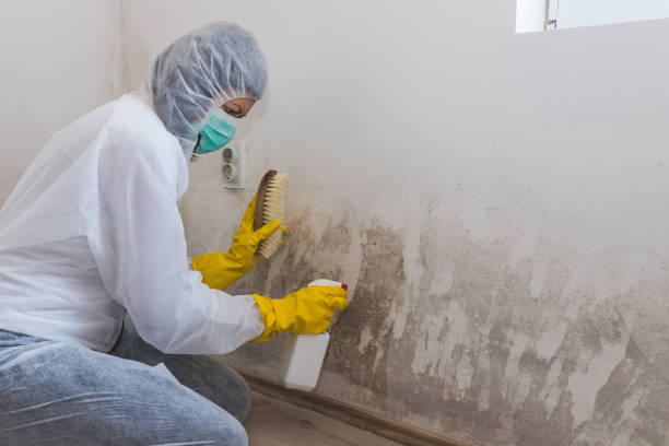 Best Mold Damage Repair  in Baldwin, GA