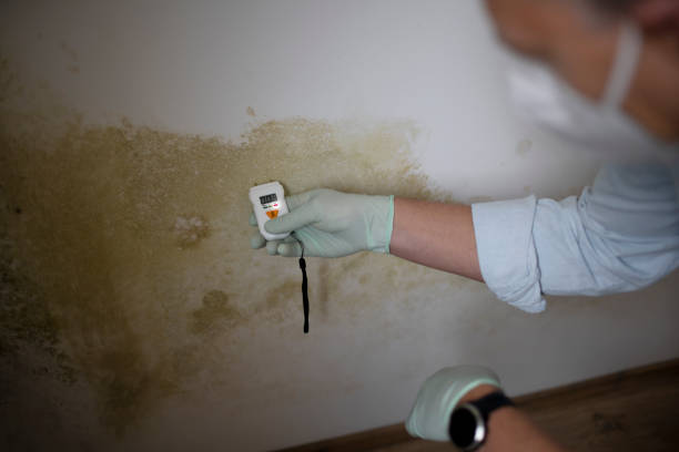 Best Mold Damage Repair  in Baldwin, GA