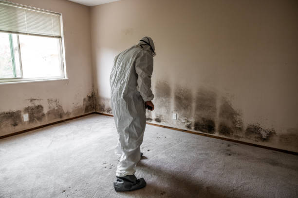 Best Toxic Mold Removal  in Baldwin, GA