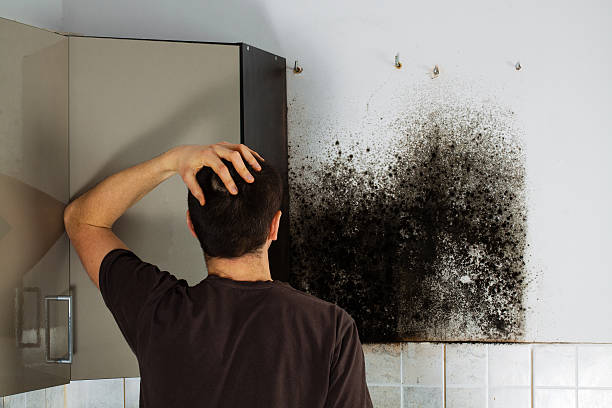 Best Best Mold Removal Companies  in Baldwin, GA