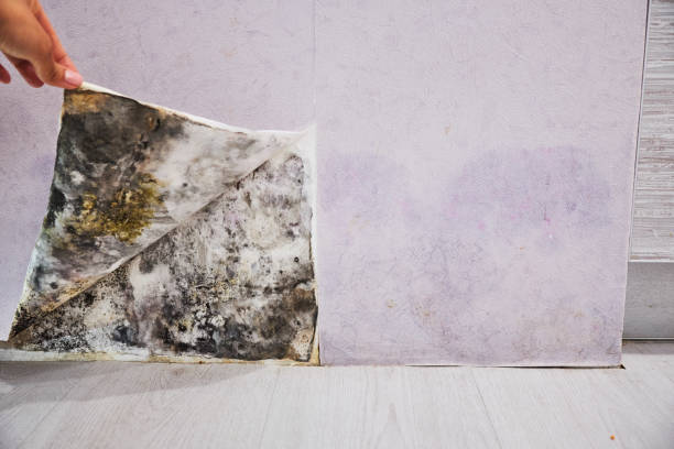 Best Mold Removal Near Me  in Baldwin, GA